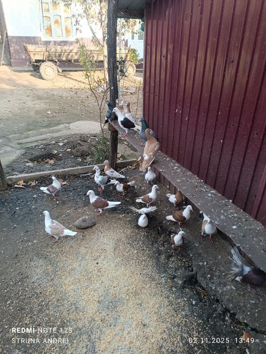 Dau la schimb porumbei