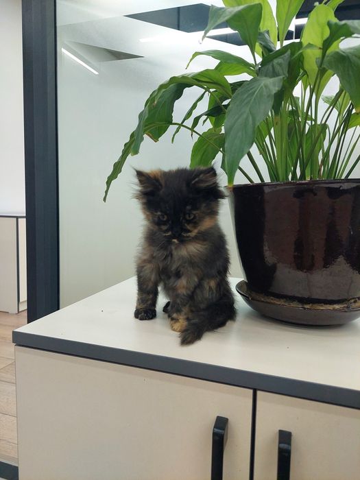 Котенок девочка Ташкент