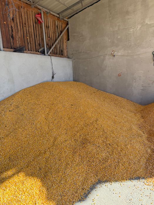 Porumb de vânzare 2025