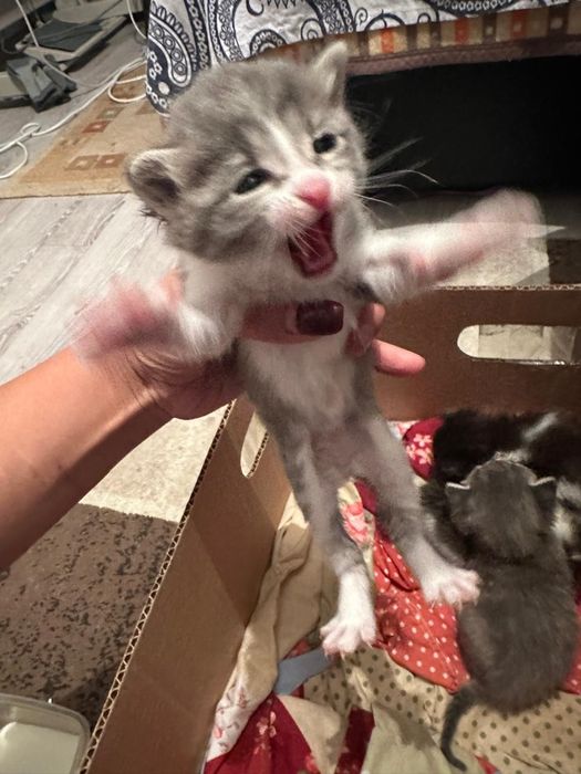 Отдам котят бесплатно