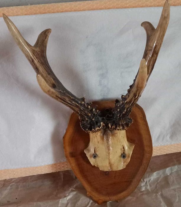 Trofeu căprior cu sculptură – decoruri autentice pe panoplie!