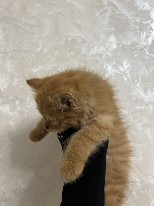 Tekinga qiz mushukcha! Ko’zchasida azgincha niqsoni bor, lekn soglom !