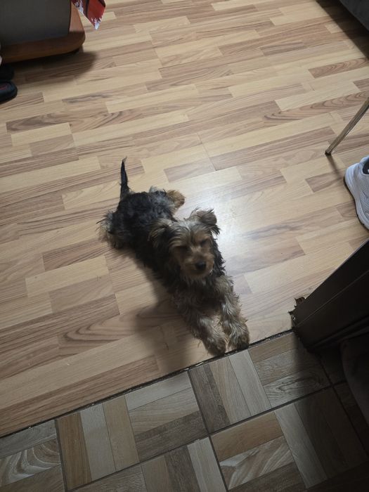 Yorkshire terrier baietel