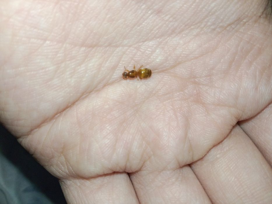 Муравьи редкие, Lasius flavescens название.