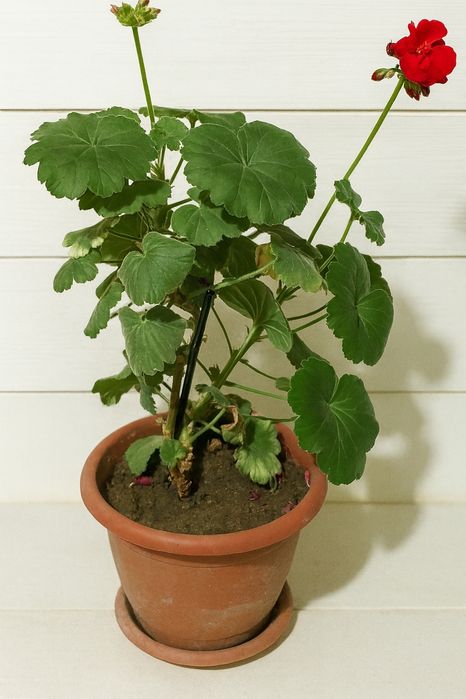 Продам цветок Пеларгонию(Герань)