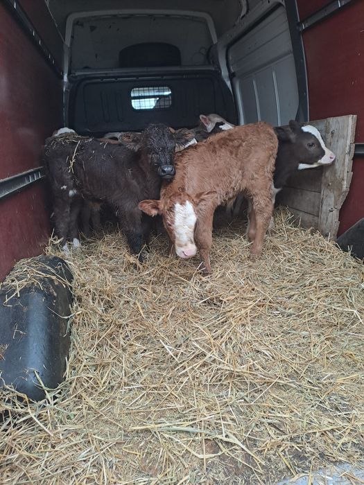 Aduc viței de rasă pe comandă dumneavoastră!!