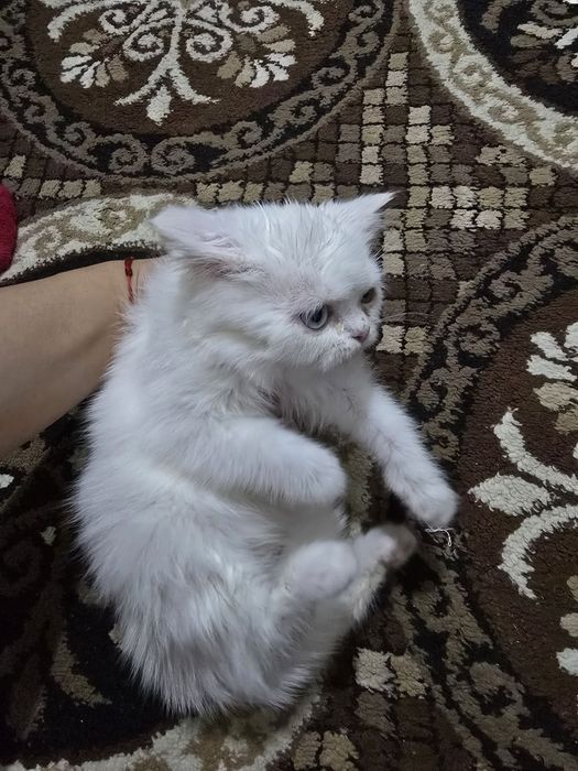 Ajoyib zotdor mushuk sotiladi.