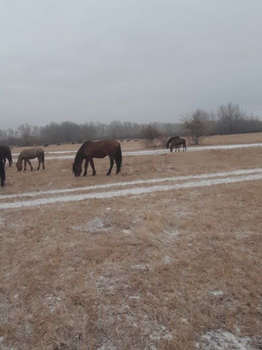 Продам жеребца 7 лет