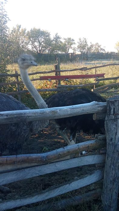 Vând struți  ,de 1 an