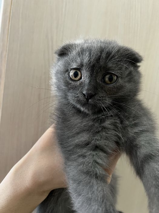 Скоттиш фолд мальчик