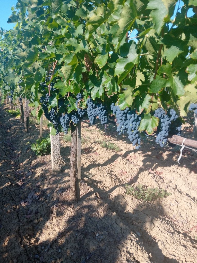 Продавам грозде Сира