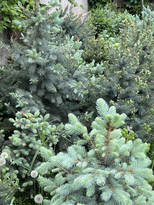 Арча Голубой [Ел]