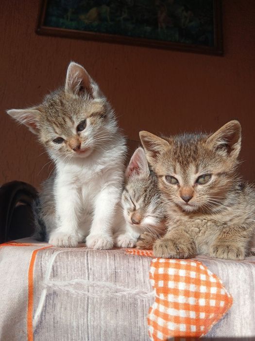 Donez pisicuțe pentru o familie iubitoare de animale.