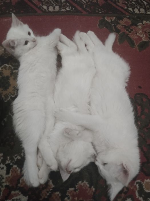 Котята ищут добрых и заботливых хозяев