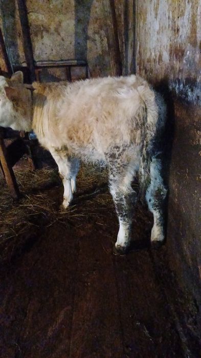 Vand vitea din vaca buna