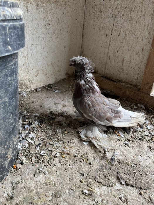 Porumbei deisponibili