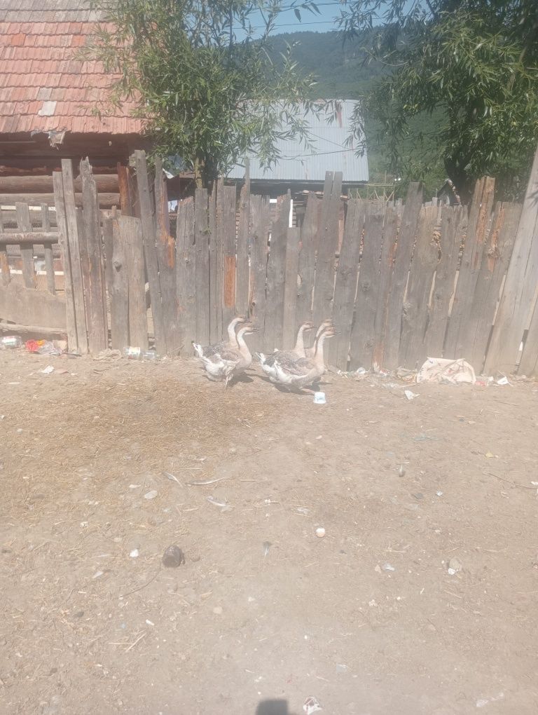 gâște bune de ouă