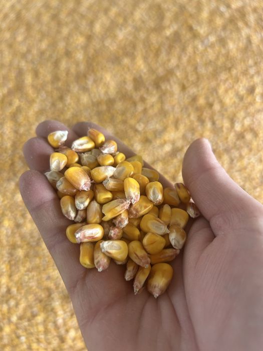 Graunte 2……………..