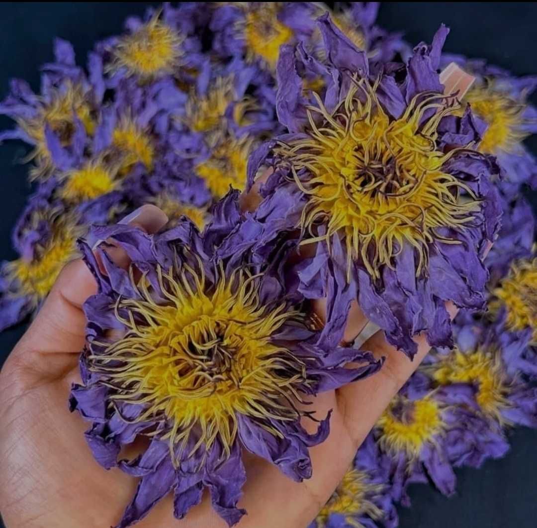 Син Лотус (синя водна лилия, Blue Lotus, Nymphaea caerulea) изсушен