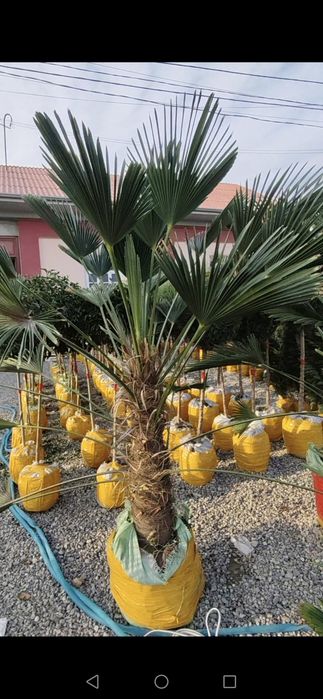 Palma vagnar sortidan va traxkalps bor optom