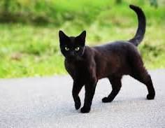 Кошки в хорошие руки