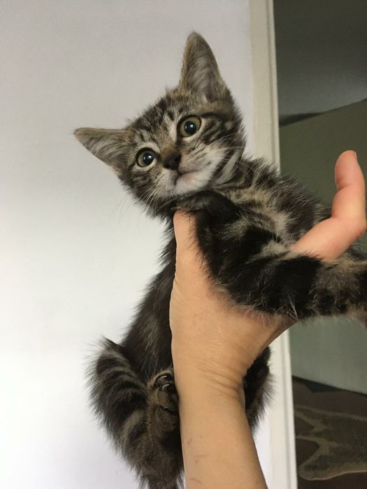 Отдается котенок