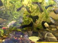 Pesti Guppy black moscow