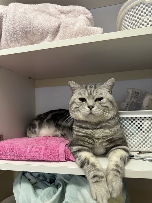Вязка! Вязка кота! Шотландец спаривание передержка