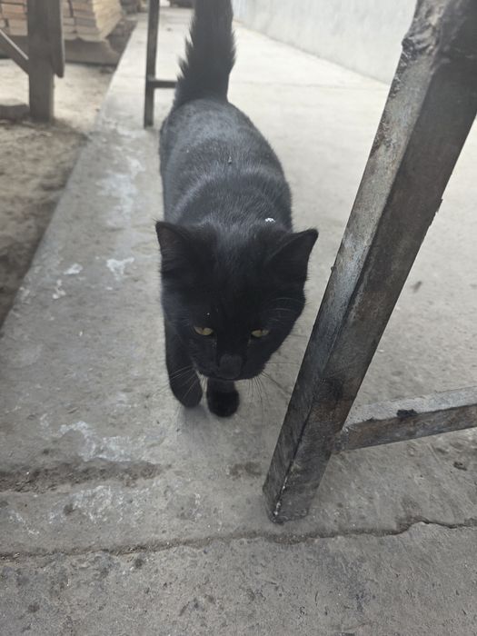 Мушук зато бошка