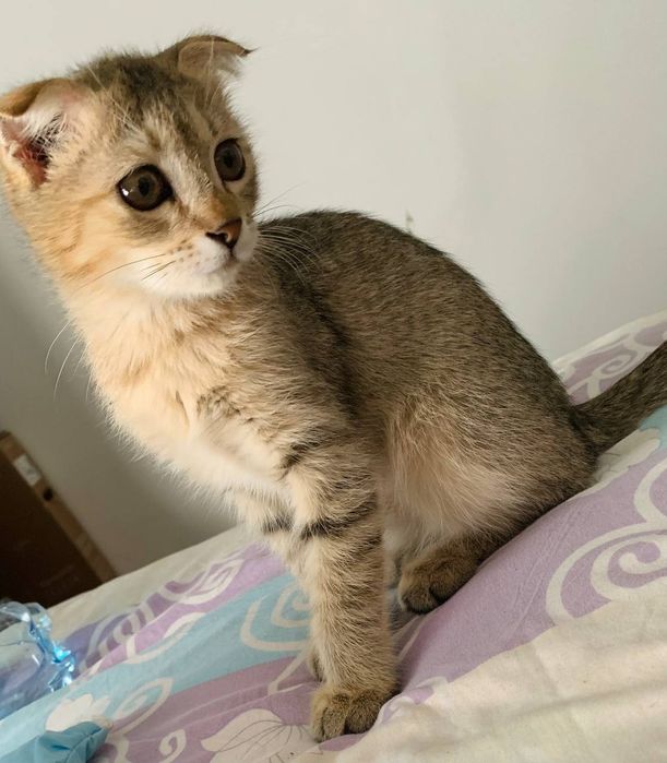 Mushuk britanski 3 4 oyliq