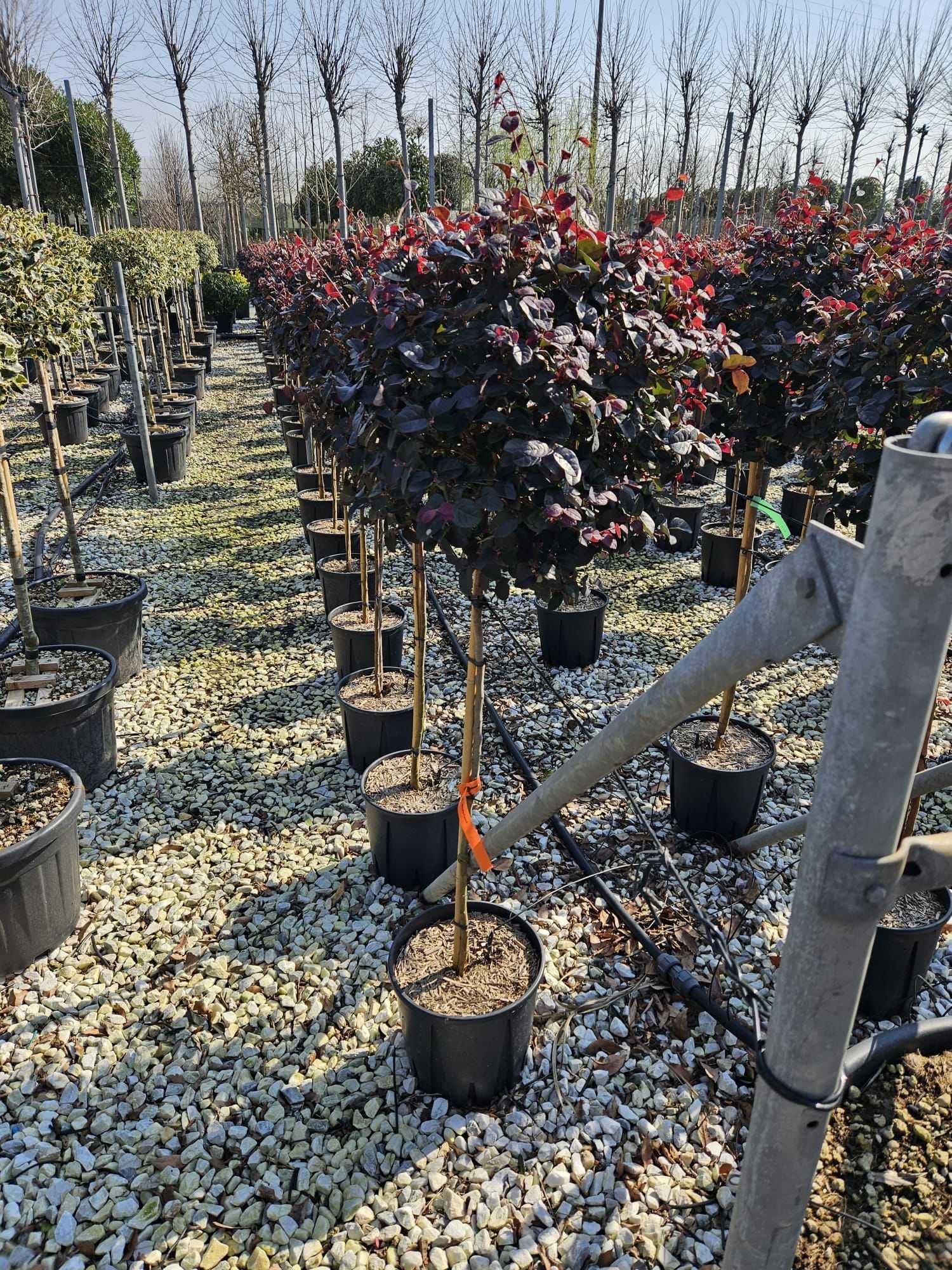Verde viu tot anul – plante ornamentale pentru toate sezoanele