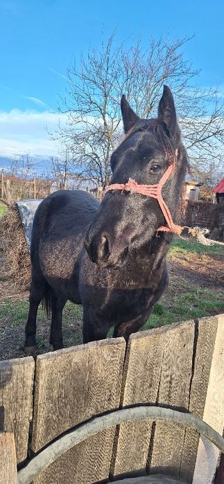 Manz castrat negru corb