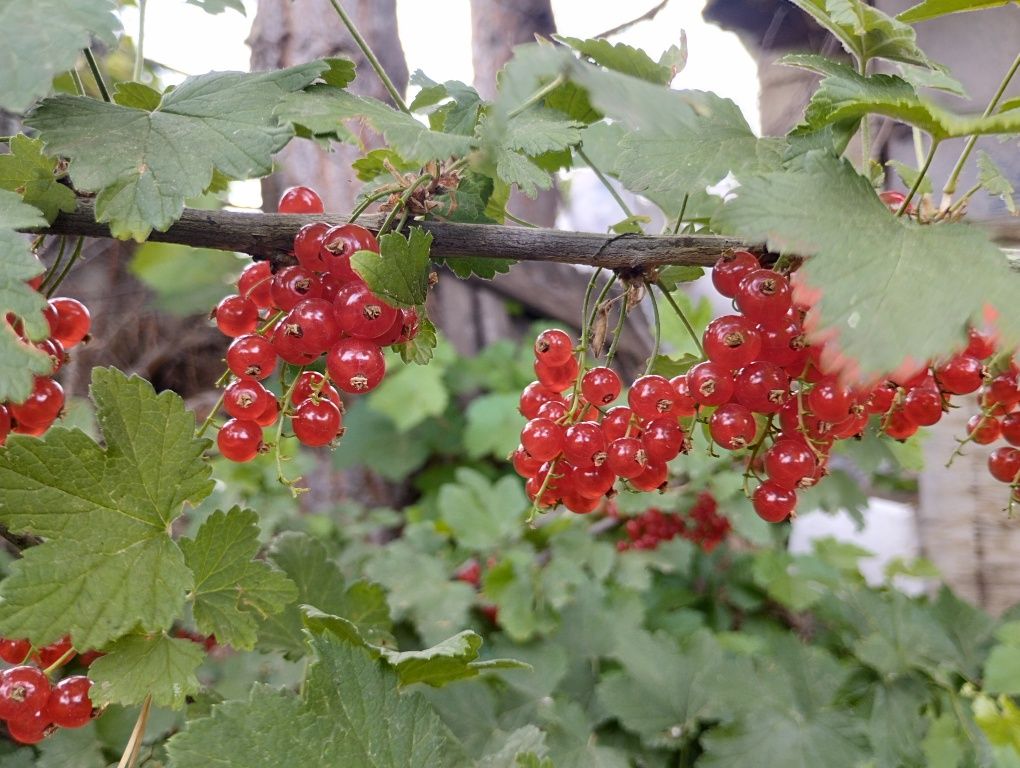 Продам красную смородину
