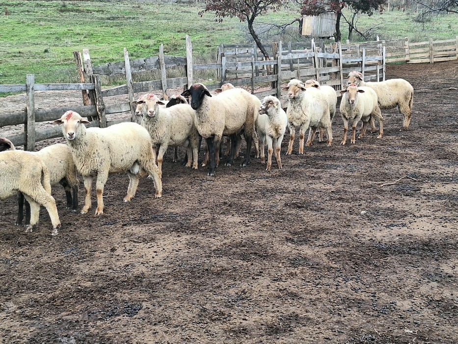 Vand berbeci miori si carlani tigaie ruginie si carabasa  pt monta sau