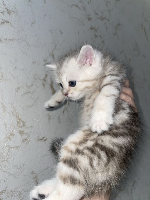 мраморный британец котята