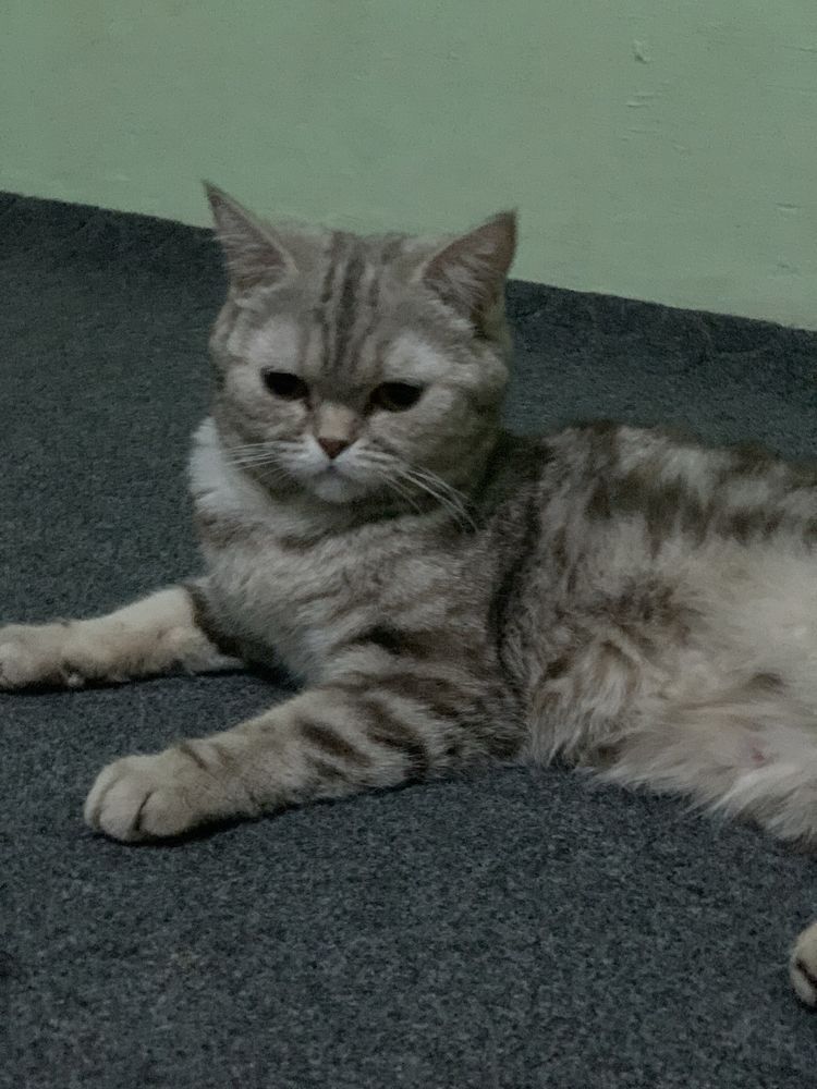British shorthair mushugi kafolat bor