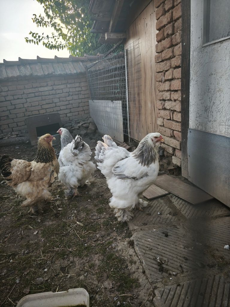 Чистокръвни кокошки Брама