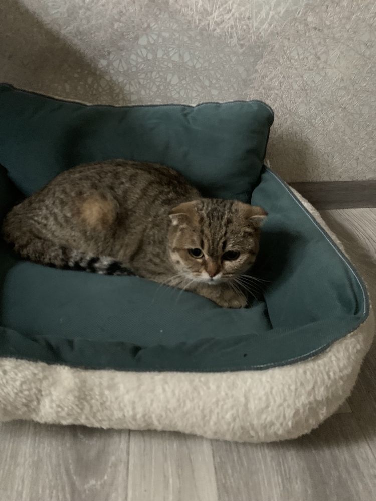 Британская скотиш фолд