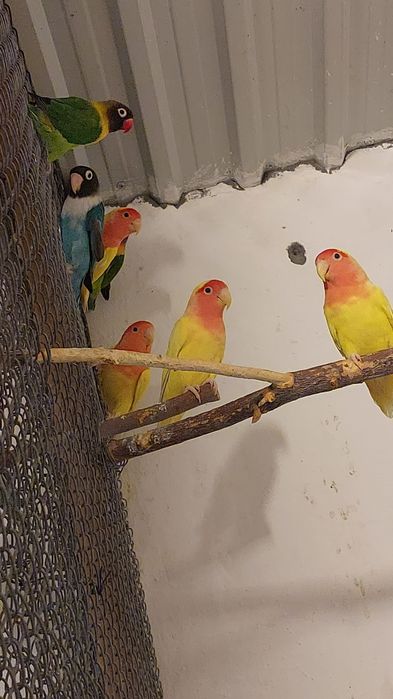 Попугаи разные волнистые. Неразлучники. Кареллы