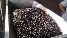 Vând fructe de aronia