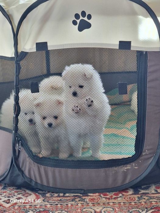 Померани  (мини шпиц)