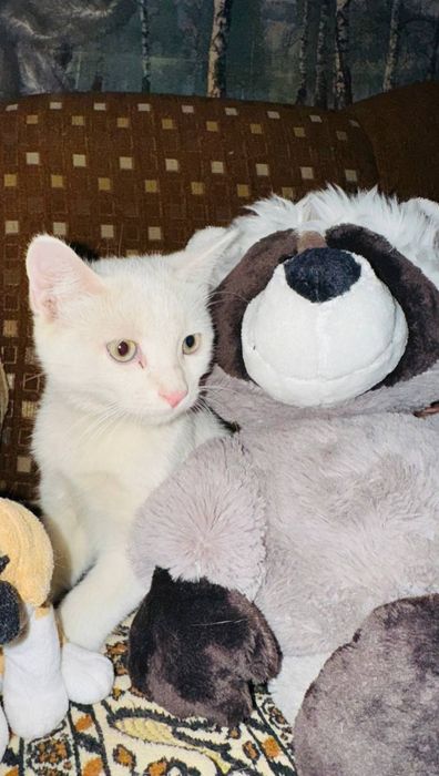 Котята очаровательные  скотиш страйт