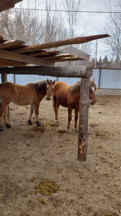 Бие, байтал , жылқы , кобыла кобылки Жеребец