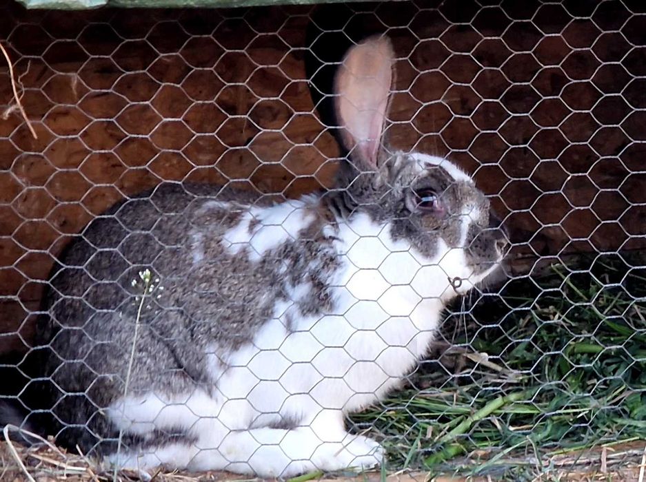 Doua iepurite si un iepuroi de vinzare