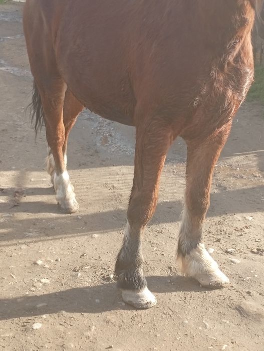 Cal de vânzare are 2 ani