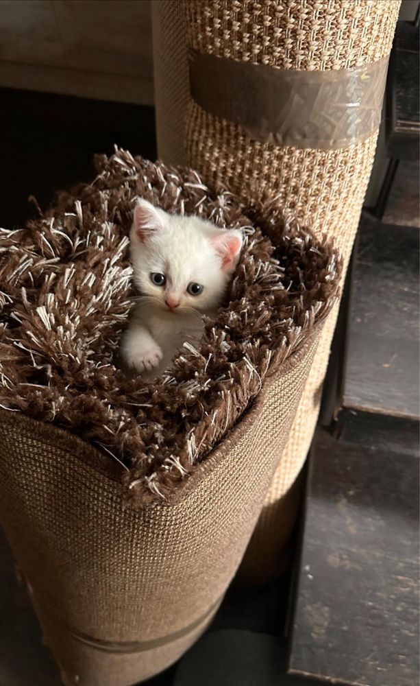 Pui pisica British Shorthair alb blue tabby