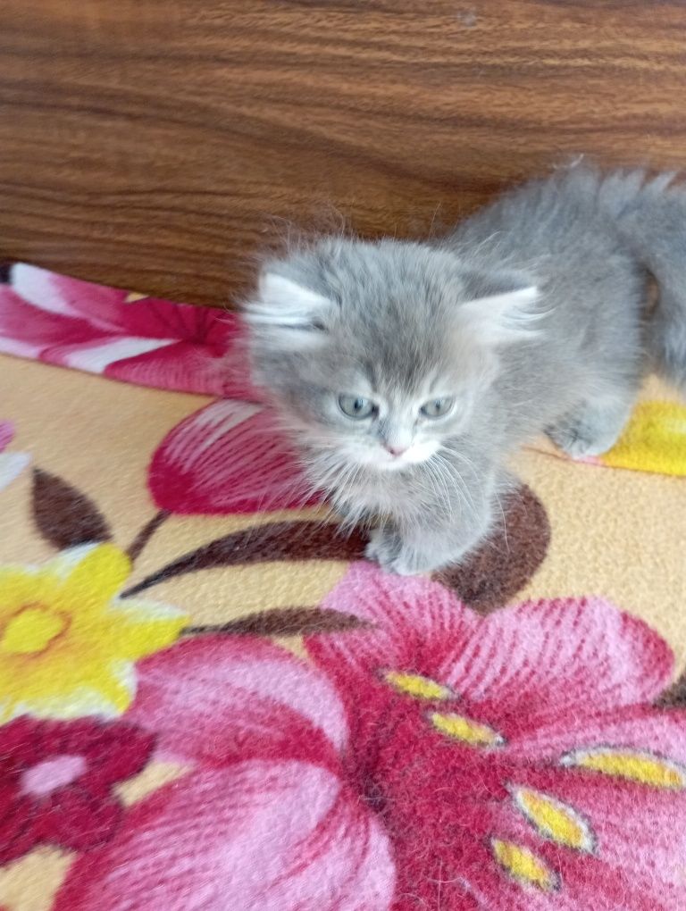 Котёнок Манчкин дев. 2 мес.