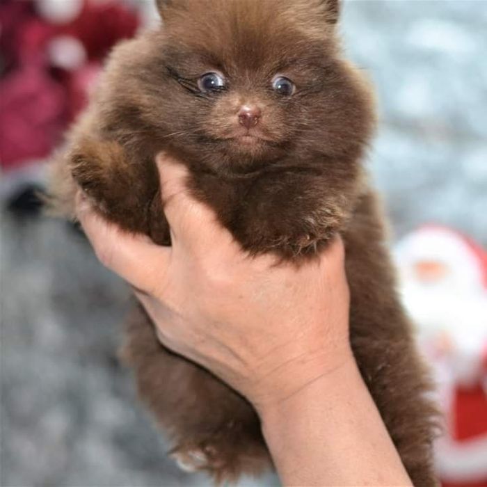 Asigur transport !!! Pui Pomeranian Chocolate fetita superba !!!