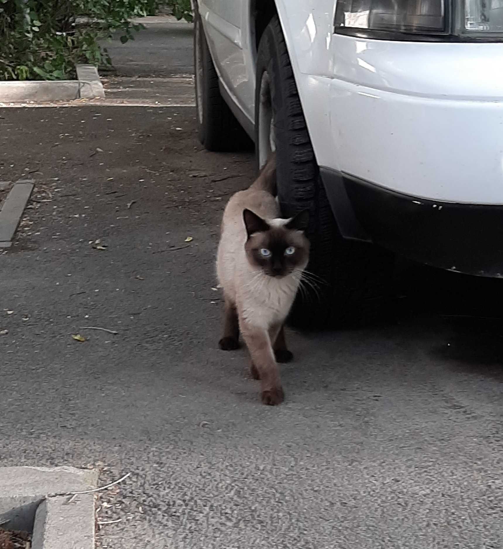 Кот сиамский в любящую семью