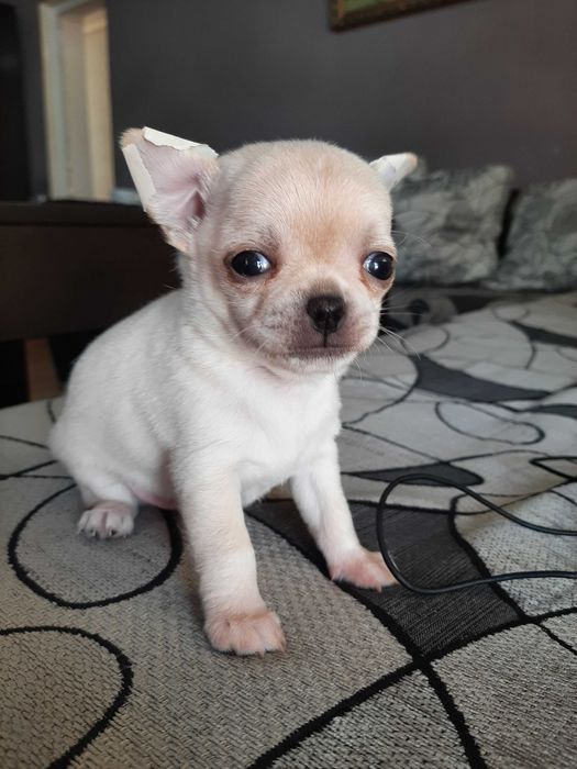Прекрасни мини чихуахуа